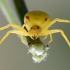 Flower crab spider - Misumena vatia | Fotografijos autorius : Gediminas Gražulevičius | © Macrogamta.lt | Šis tinklapis priklauso bendruomenei kuri domisi makro fotografija ir fotografuoja gyvąjį makro pasaulį.
