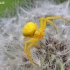 Flower crab spider - Misumena vatia | Fotografijos autorius : Armandas Ka | © Macrogamta.lt | Šis tinklapis priklauso bendruomenei kuri domisi makro fotografija ir fotografuoja gyvąjį makro pasaulį.