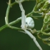 Flower crab spider - Misumena vatia | Fotografijos autorius : Darius Baužys | © Macrogamta.lt | Šis tinklapis priklauso bendruomenei kuri domisi makro fotografija ir fotografuoja gyvąjį makro pasaulį.