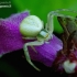 Flower crab spider - Misumena vatia | Fotografijos autorius : Romas Ferenca | © Macrogamta.lt | Šis tinklapis priklauso bendruomenei kuri domisi makro fotografija ir fotografuoja gyvąjį makro pasaulį.