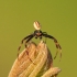 Flower crab spider - Misumena vatia | Fotografijos autorius : Lukas Jonaitis | © Macrogamta.lt | Šis tinklapis priklauso bendruomenei kuri domisi makro fotografija ir fotografuoja gyvąjį makro pasaulį.