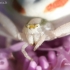 Flower crab spider - Misumena vatia | Fotografijos autorius : Lukas Jonaitis | © Macrogamta.lt | Šis tinklapis priklauso bendruomenei kuri domisi makro fotografija ir fotografuoja gyvąjį makro pasaulį.