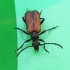 Longhorn beetle – Paracorymbia maculicornis | Fotografijos autorius : Vytautas Gluoksnis | © Macronature.eu | Macro photography web site