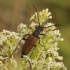 Flower longhorn beetle – Anastrangalia dubia reyi  | Fotografijos autorius : Giedrius Markevičius | © Macronature.eu | Macro photography web site