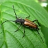 Flower longhorn beetle - Anastrangalia dubia reyi  | Fotografijos autorius : Vitalii Alekseev | © Macronature.eu | Macro photography web site