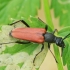 Flower longhorn beetle - Anastrangalia dubia reyi  | Fotografijos autorius : Gintautas Steiblys | © Macronature.eu | Macro photography web site