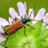 Flower longhorn beetle - Anastrangalia dubia reyi  | Fotografijos autorius : Darius Baužys | © Macronature.eu | Macro photography web site