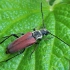 Flower longhorn beetle - Anastrangalia dubia reyi  | Fotografijos autorius : Gintautas Steiblys | © Macronature.eu | Macro photography web site