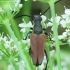 Flower longhorn beetle - Anastrangalia dubia reyi | Fotografijos autorius : Vidas Brazauskas | © Macronature.eu | Macro photography web site