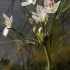 Flowering rush - Butomus umbellatus | Fotografijos autorius : Gintautas Steiblys | © Macronature.eu | Macro photography web site