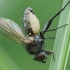 Fly Death Fungus - Entomophthora muscae | Fotografijos autorius : Vidas Brazauskas | © Macronature.eu | Macro photography web site