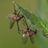 Fly Death Fungus - Entomophthora muscae | Fotografijos autorius : Zita Gasiūnaitė | © Macronature.eu | Macro photography web site