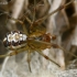 Forest cobweb weaver - Phylloneta impressa ♂  | Fotografijos autorius : Gintautas Steiblys | © Macronature.eu | Macro photography web site