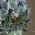 Forest cobweb weaver - Phylloneta impressa | Fotografijos autorius : Darius Baužys | © Macronature.eu | Macro photography web site