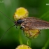 Forest cockroach - Ectobius sylvestris  | Fotografijos autorius : Gintautas Steiblys | © Macronature.eu | Macro photography web site