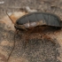 Forest cockroach - Ectobius sylvestris, nymph | Fotografijos autorius : Gintautas Steiblys | © Macronature.eu | Macro photography web site