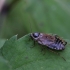 Forest cockroach - Ectobius sylvestris | Fotografijos autorius : Vytautas Gluoksnis | © Macronature.eu | Macro photography web site