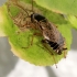 Forest cockroach - Ectobius sylvestris | Fotografijos autorius : Ramunė Vakarė | © Macronature.eu | Macro photography web site