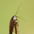 Forest cockroach - Ectobius sylvestris | Fotografijos autorius : Žilvinas Pūtys | © Macronature.eu | Macro photography web site