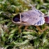 Forest cockroach - Ectobius sylvestris | Fotografijos autorius : Romas Ferenca | © Macronature.eu | Macro photography web site