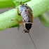 Forest cockroach - Ectobius sylvestris | Fotografijos autorius : Kazimieras Martinaitis | © Macronature.eu | Macro photography web site