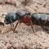 Skruzdėlė - Camponotus herculeanus | Fotografijos autorius : Gintautas Steiblys | © Macrogamta.lt | Šis tinklapis priklauso bendruomenei kuri domisi makro fotografija ir fotografuoja gyvąjį makro pasaulį.