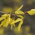 Stačiašakė forsitija - Forsythia giraldiana | Fotografijos autorius : Gintautas Steiblys | © Macrogamta.lt | Šis tinklapis priklauso bendruomenei kuri domisi makro fotografija ir fotografuoja gyvąjį makro pasaulį.