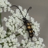 Keturjuostis grakštenis – Leptura quadrifasciata | Fotografijos autorius : Giedrius Markevičius | © Macronature.eu | Macro photography web site