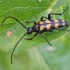 Four-banded longhorn beetle - Leptura quadrifasciata | Fotografijos autorius : Vytautas Gluoksnis | © Macronature.eu | Macro photography web site
