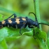 Four-banded longhorn beetle - Leptura quadrifasciata | Fotografijos autorius : Žilvinas Pūtys | © Macronature.eu | Macro photography web site
