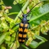 Four-banded longhorn beetle - Leptura quadrifasciata | Fotografijos autorius : Oskaras Venckus | © Macronature.eu | Macro photography web site