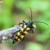 Four-banded longhorn beetle - Leptura quadrifasciata | Fotografijos autorius : Darius Baužys | © Macronature.eu | Macro photography web site