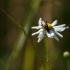 Four-banded longhorn beetle | Fotografijos autorius : Saulius Drazdauskas | © Macronature.eu | Macro photography web site
