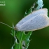 Four-dotted footman - Cybosia mesomella  | Fotografijos autorius : Gintautas Steiblys | © Macronature.eu | Macro photography web site