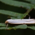 Four-dotted footman - Cybosia mesomella | Fotografijos autorius : Žilvinas Pūtys | © Macronature.eu | Macro photography web site