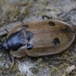 Four-spotted Carrion Beetle - Dendroxena quadrimaculata | Fotografijos autorius : Žilvinas Pūtys | © Macronature.eu | Macro photography web site