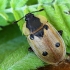 Keturtaškis maitvabalis - Dendroxena quadrimaculata | Fotografijos autorius : Vaida Paznekaitė | © Macronature.eu | Macro photography web site