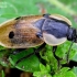 Four-spotted Carrion Beetle - Dendroxena quadrimaculata | Fotografijos autorius : Romas Ferenca | © Macronature.eu | Macro photography web site