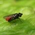 Frit fly - Oscinella sp.  | Fotografijos autorius : Gintautas Steiblys | © Macronature.eu | Macro photography web site