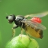 Frit fly - Oscinella sp. | Fotografijos autorius : Vidas Brazauskas | © Macronature.eu | Macro photography web site