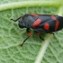 Froghopper - Cercopis intermedia | Fotografijos autorius : Gintautas Steiblys | © Macronature.eu | Macro photography web site