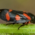 Froghopper - Cercopis intermedia | Fotografijos autorius : Žilvinas Pūtys | © Macronature.eu | Macro photography web site