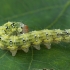 Frosted Green - Polyploca ridens, caterpillar | Fotografijos autorius : Gintautas Steiblys | © Macronature.eu | Macro photography web site