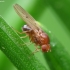 Fruit Fly - Drosophila sp. | Fotografijos autorius : Vidas Brazauskas | © Macronature.eu | Macro photography web site