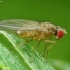 Vinegar Fly - Scaptomyza sp. | Fotografijos autorius : Vidas Brazauskas | © Macronature.eu | Macro photography web site