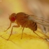 Fruit Fly - Drosophilidae | Fotografijos autorius : Vidas Brazauskas | © Macronature.eu | Macro photography web site