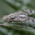 Fruit fly - Tephritis postica ♀ | Fotografijos autorius : Žilvinas Pūtys | © Macronature.eu | Macro photography web site