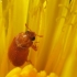 Fruitworm Beetle - Byturus ochraceus | Fotografijos autorius : Vidas Brazauskas | © Macronature.eu | Macro photography web site