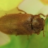 Fruitworm Beetle - Byturus ochraceus | Fotografijos autorius : Žilvinas Pūtys | © Macronature.eu | Macro photography web site