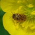 Fruitworm Beetle - Byturus ochraceus | Fotografijos autorius : Romas Ferenca | © Macronature.eu | Macro photography web site